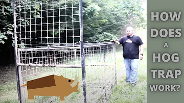How Does a Wild Hog Trap Work? Guillotine Trap Door 101