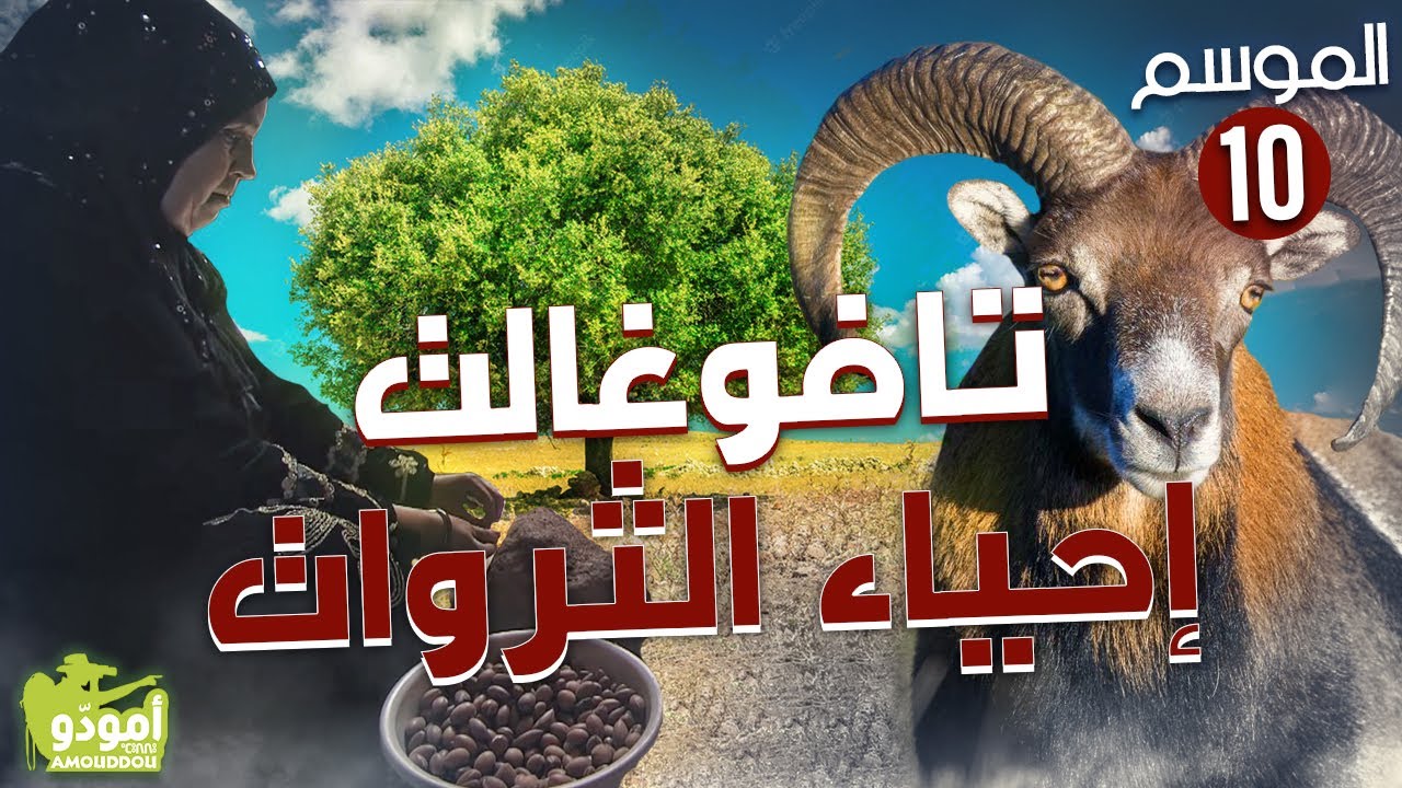 ✅ Amouddou TV 154 Tafoughalt 03 أمودّو / تافوغالت، إحياء الثروات