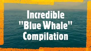 Incredible Blue Whale Compilation | Incredibile balene blu | تجميع الحوت الأزرق