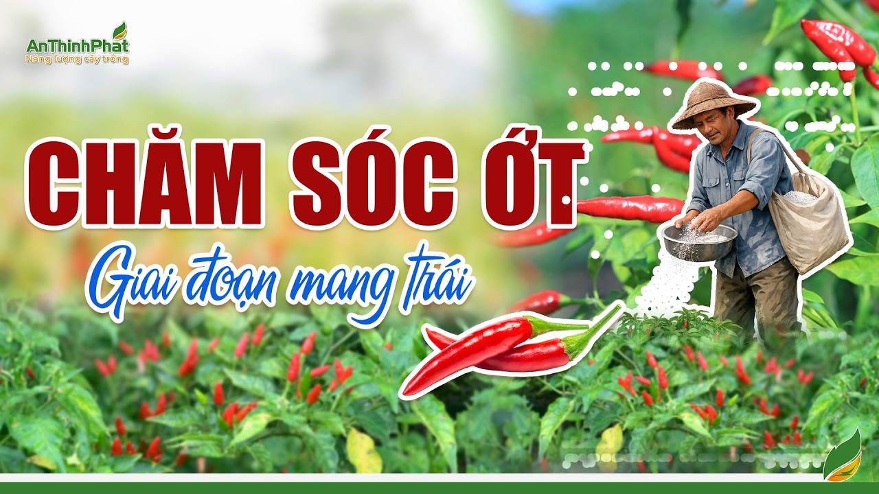 Chăm Sóc Ớt Giai Đoạn Mang Trái | An Thịnh Phát