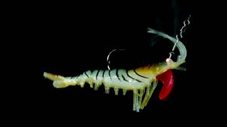 WSB Tackle - Zebra Natural Soft Shrimp Lure - 100mm 11g