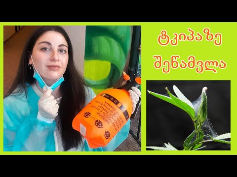 ოთახის მცენარეების ტკიპაზე შეწამვლა || აბლაბუდას ტკიპასთან ბრძოლა - ნაწილი I