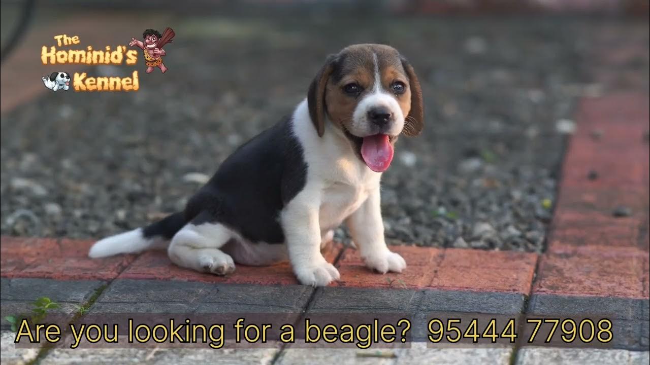 beagle puppies for sale in kerala. YouTube