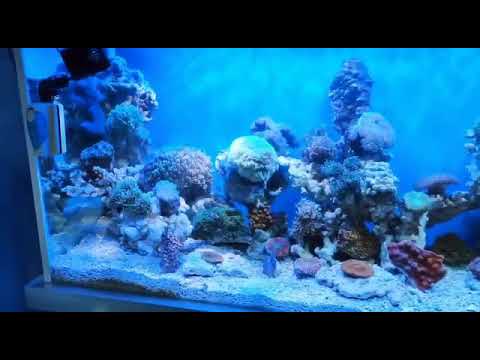  Dekorasi aquarium  150 m YouTube