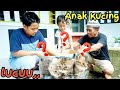 DAPAT ANAK KUCING LUCU | eybel channel