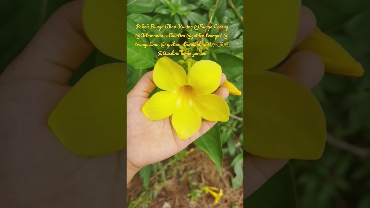 Pokok Loceng Common Alamanda Pokok Bunga Loceng Ini Mem Flickr