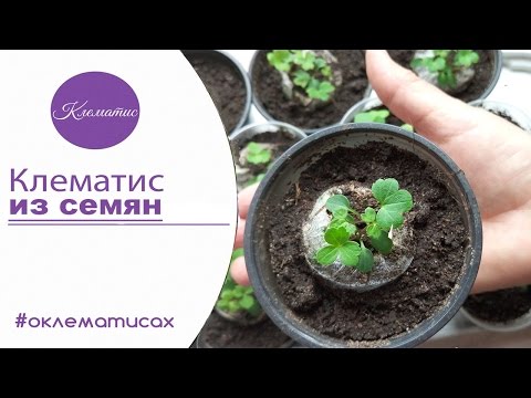 🌺 ВЫРАЩИВАНИЕ КЛЕМАТИСА ИЗ СЕМЯН – клематис из семян в домашних условиях от  канала Клематис TV