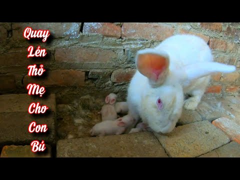 Video Cho Thỏ Non Uống Thuốc Và Quay L.é.n Thỏ Mẹ Cho Con Bú... - youtube