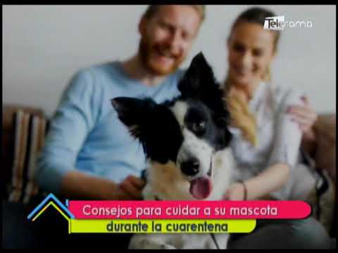 Consejos para cuidar a su mascota durante la cuarentena 