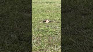 Killdeer Parents Employ Divinely Inspired Distraction Tactic to Protect Eggs