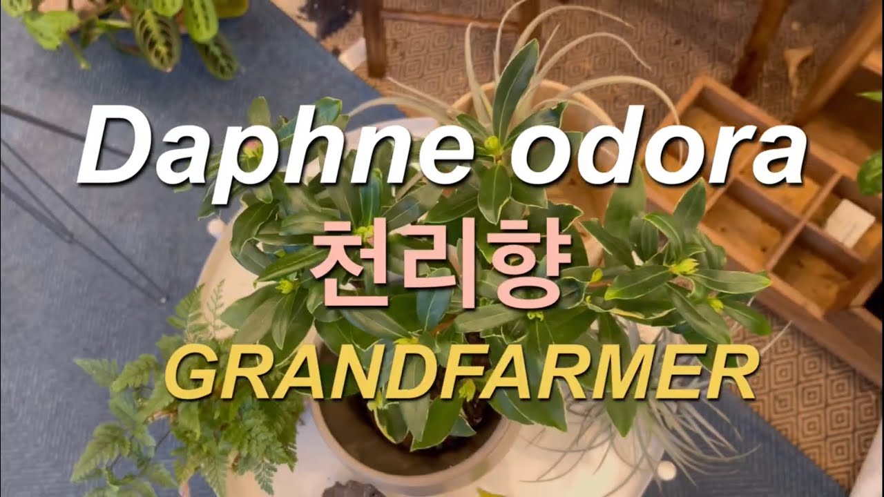 천리향 꽃 피우는법 키우는법 저온처리 분갈이 총정리