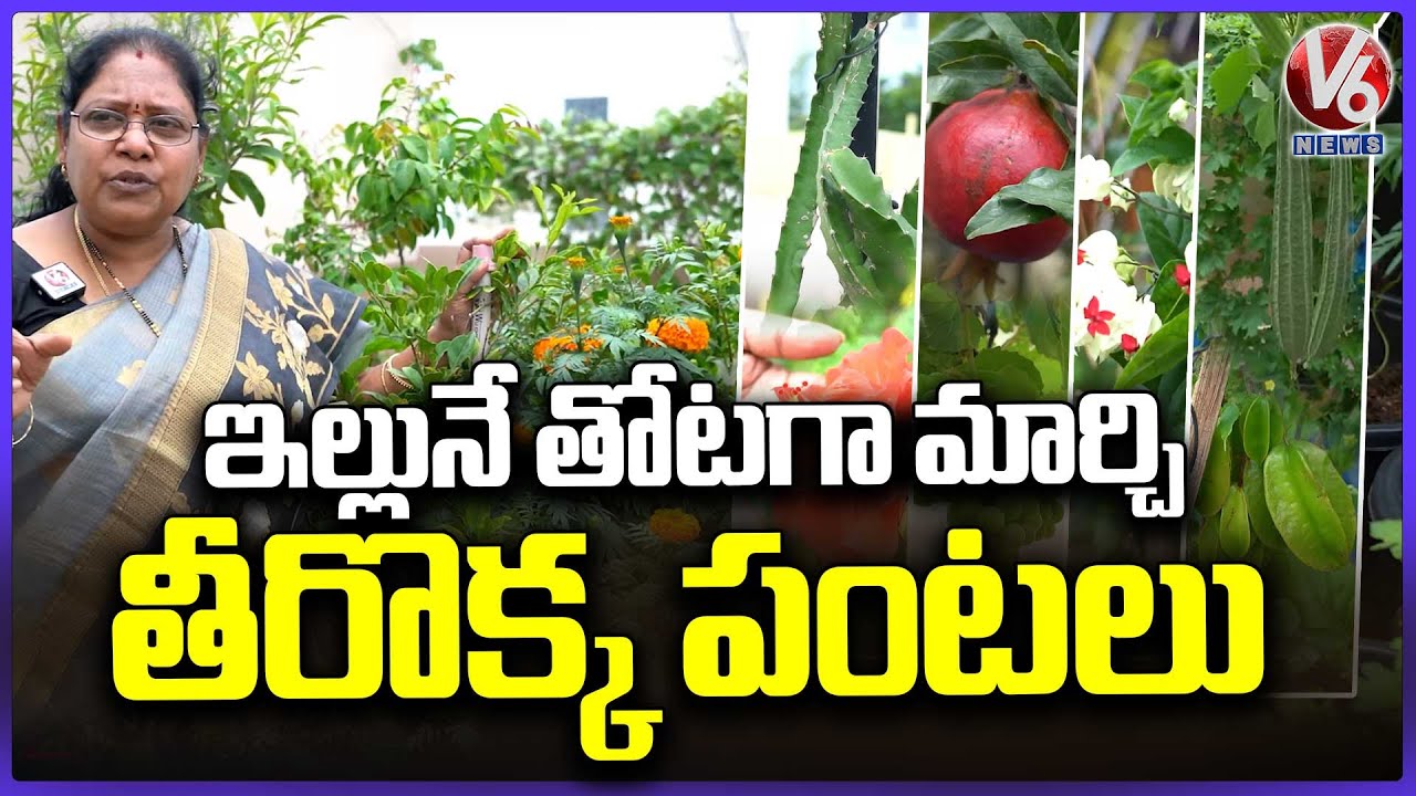 Chandravati Terrace Garden | Growing Different Varieties Of Plants On Terrace | Kothapet | V6 News