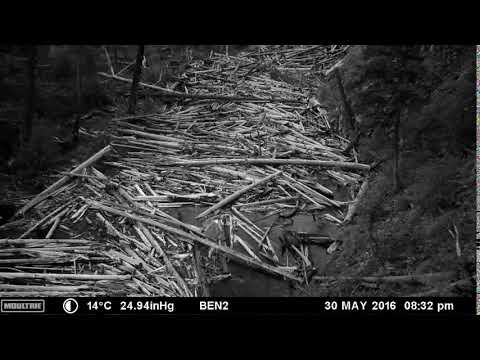 Logjam deformation in Big Creek, Idaho (Looking downstream)