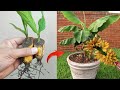 Crazy Skills growing Banana tree from banana fruit