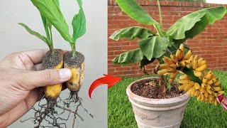 Crazy Skills growing Banana tree from banana fruit