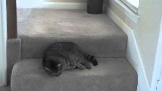 Cats like Frank Sinatra!