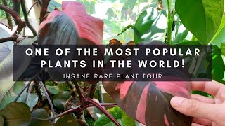 The Pink Princess Episode | Rare Plant Tour | Collector-Seller Series P2 | Ep 51 screenshot 4