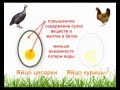 Яйца домашней цесарки: польза и вред
