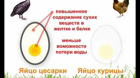 Яйцо Цесарки