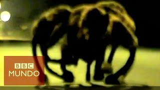 El "perro araña mutante", el video más popular en YouTube en 2014