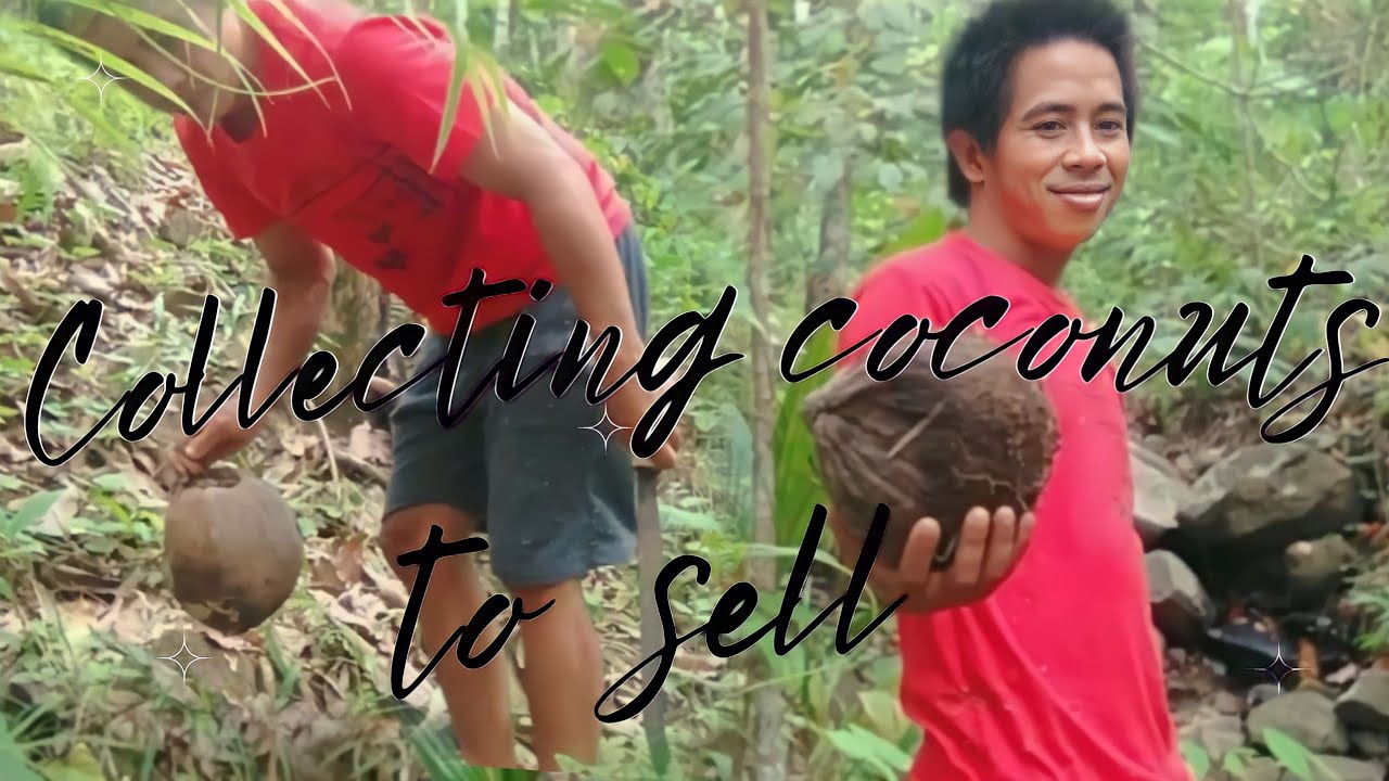 Collecting coconuts in the forest to sell Dried coconut meat making