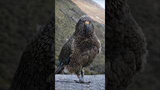 This Bird Secretly Destroys Cars... And You Can't Stop It 😳