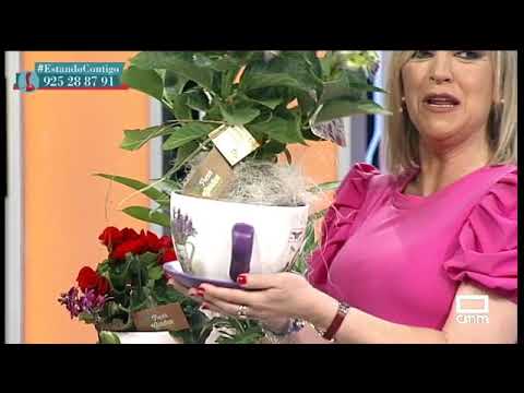 Especial plantas y flores para regalar el Día de la Madre - Estando Contigo 10 hermosas plantas para obsequiar a una madre y alegrar su día