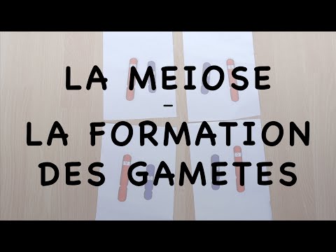 La Méiose Ou Formation Des Gamètes