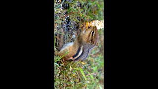 Teasing chipmunks with a corn cob, #Shorts