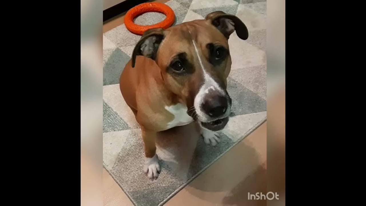 Собачку говорящую пришла