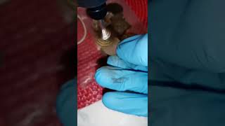 Полировка монеты механическим способом перед нанесением воска