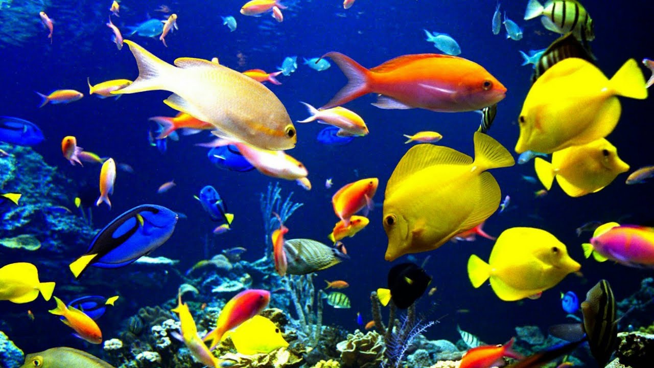 So very beautiful flying fish  Ocean creatures, Pretty fish, Sea