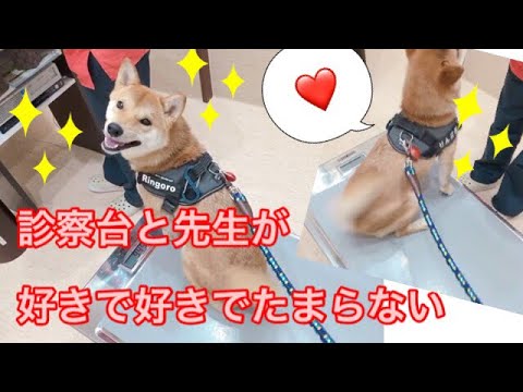 ペットアンドファミリー 動物病院