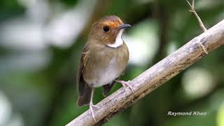 Rufous browed flycatcher (Anthipes solitaris)