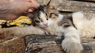 Stray cat sleeping on a bench purring