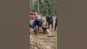 Fast Rescue: buffalo vs Huge Python!