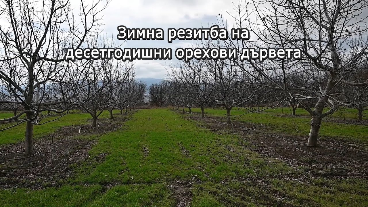 Зимна резитба на десетгодишни орехови дървета