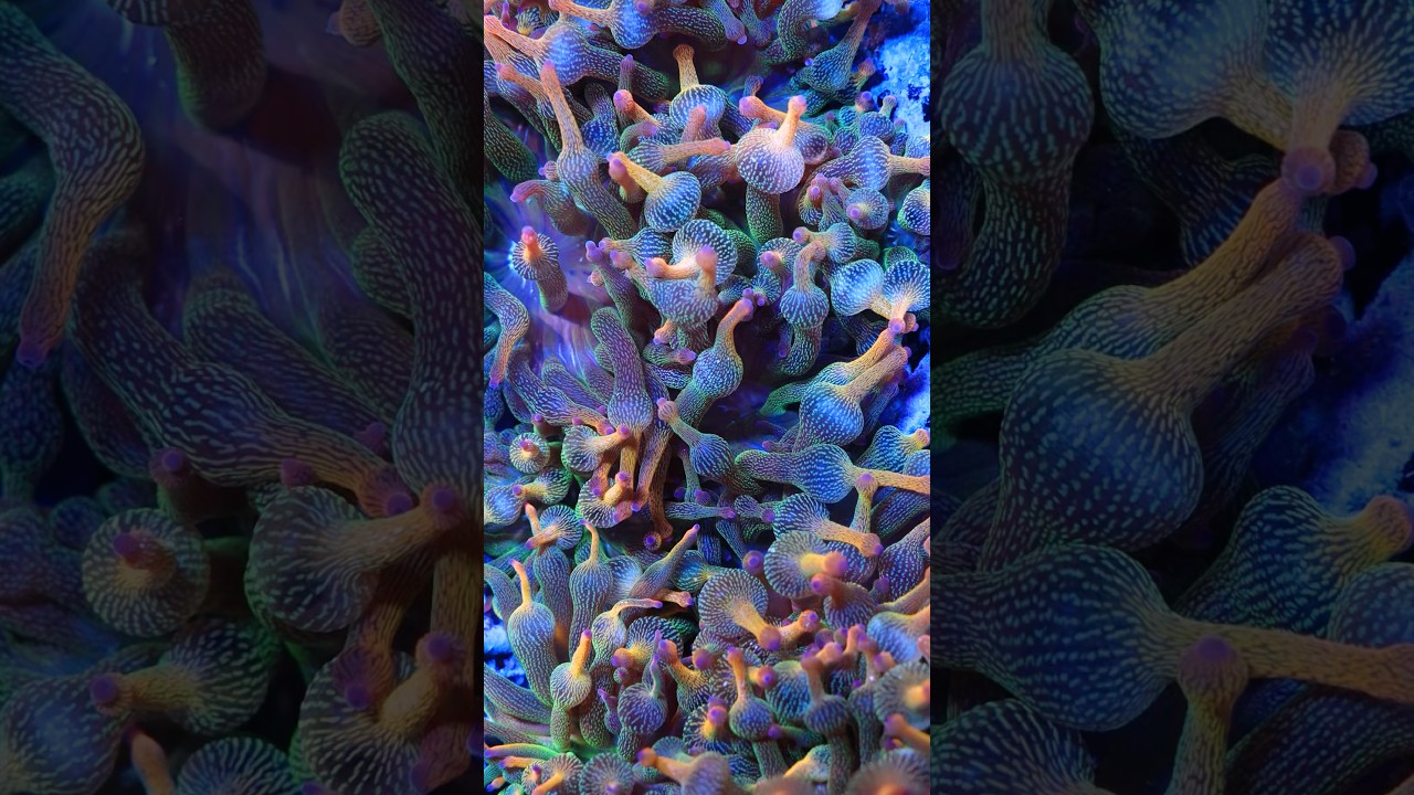 Check Out These Bubbletip Anemones! 👀