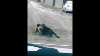 突然のダンスwwww #shorts