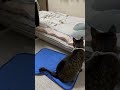 ジャンプする猫 #shorts #cat #保護猫 #ネコ #ねこ #猫のいる暮らし