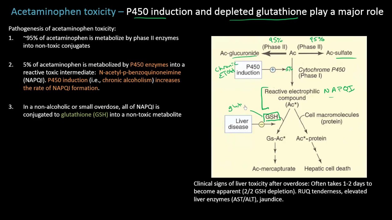 acetaminophen and alcohol metabolism