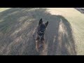 Malinois tries Shake Shack for her birthday! #malinois #shakeshake #dogtraining 