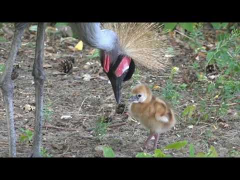 Video: Kāpēc mazulis ir agresīvs?