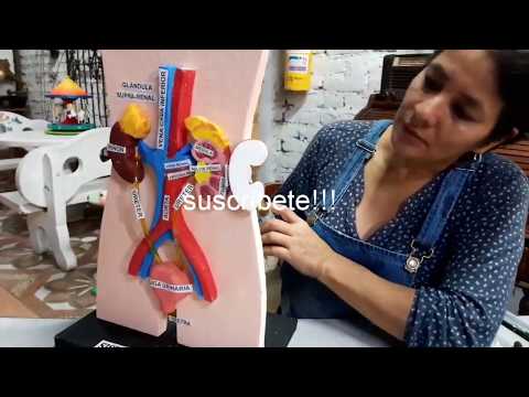 Maqueta del sistema excretor