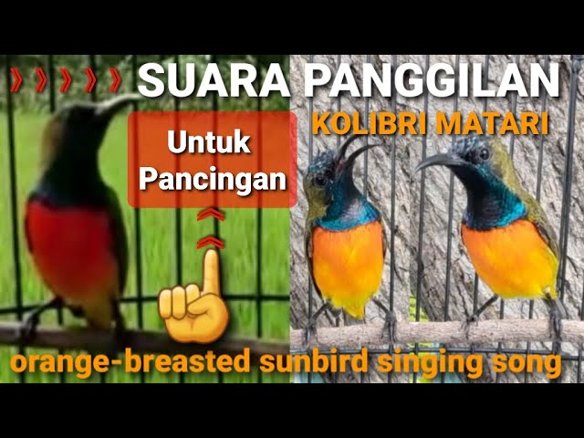 Suara panggilan kolibri matari || Orange-breasted sunbird singing song || Untuk pancingan class=