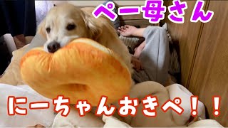 にーちゃんおきぺ　ゴールデンレトリバー