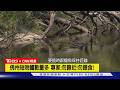 【CNN精選】一周3起鱷魚攻擊! 佛州女遭短吻鱷咬死｜TVBS新聞 @TVBSNEWS01