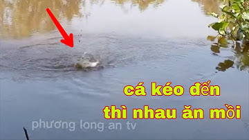 Câu cá sông với bài mồi chuyên đặc trị cá mè vinh và mè dảnh