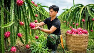 The Best Time to Eat Dragon Fruit | Growing More Vegetables, Cooking Rice in the Garden screenshot 3