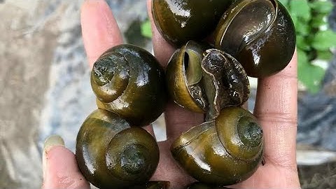 CÁCH NUÔI ỐC BƯƠU BẰNG NƯỚC GIẾNG KHOAN-TRẠI ỐC VĂN HẢI